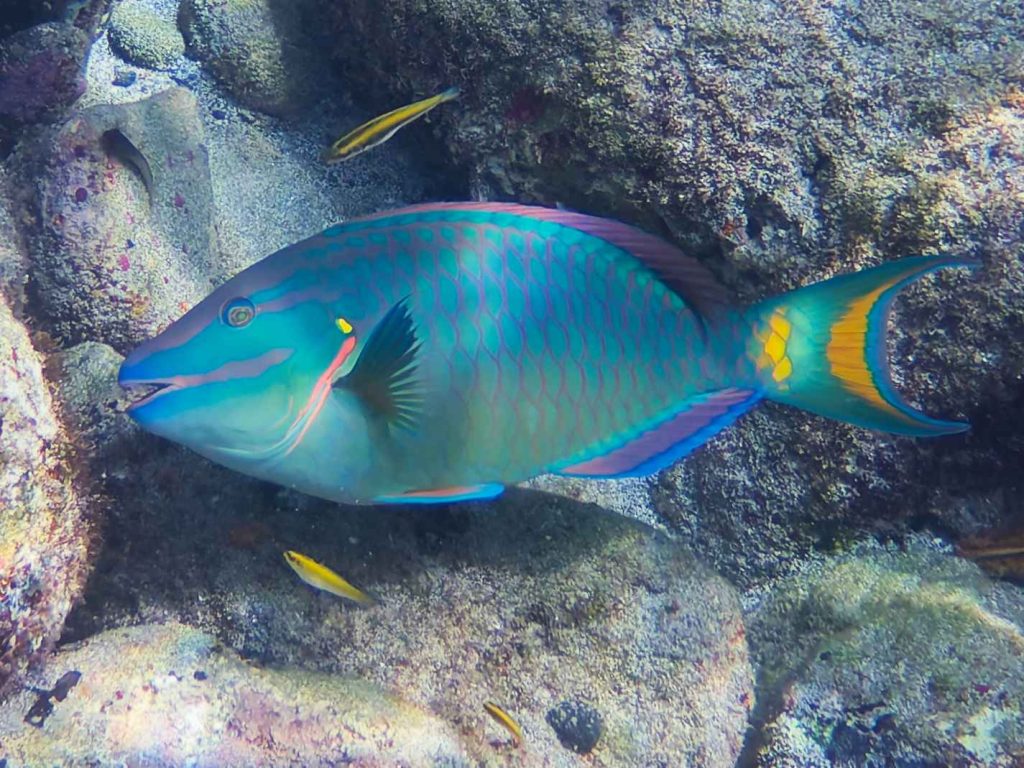 Spotlight Parrotfish